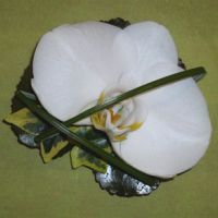 Boutonnière du marié, fleuron de phalaenopsis blanc