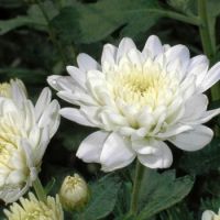 Chrysanthème fleurs coupées