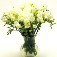 Freesia