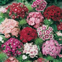 Dianthus, oeillet de pôete