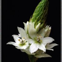 Ornithogalum