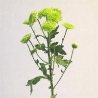 Chrysanthème appelé Santini vert