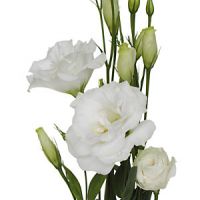 Lisianthus, Eustoma